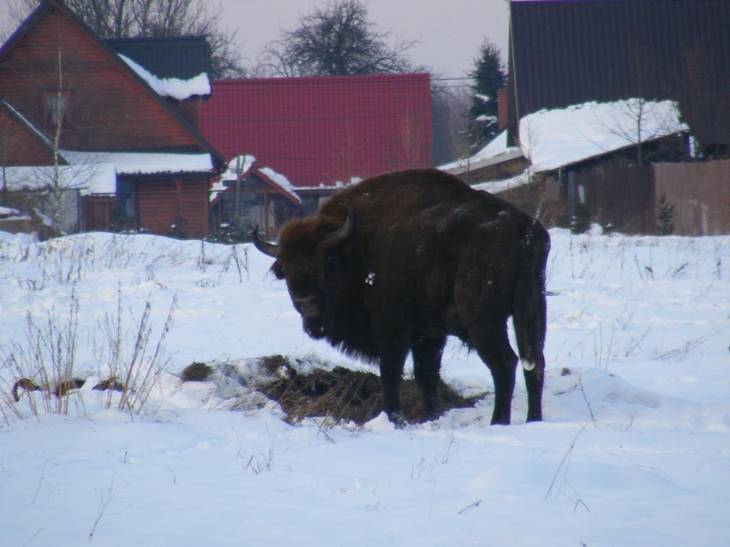 Ferienwohnung Olsik Białowieża Exterior foto