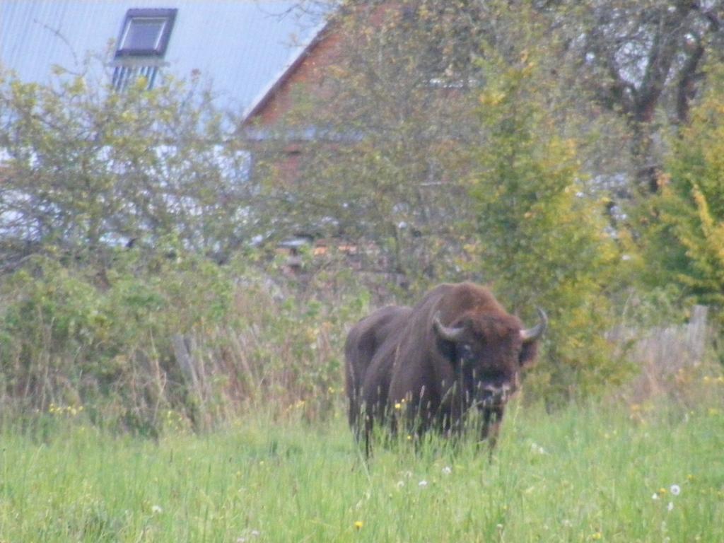 Ferienwohnung Olsik Białowieża Exterior foto