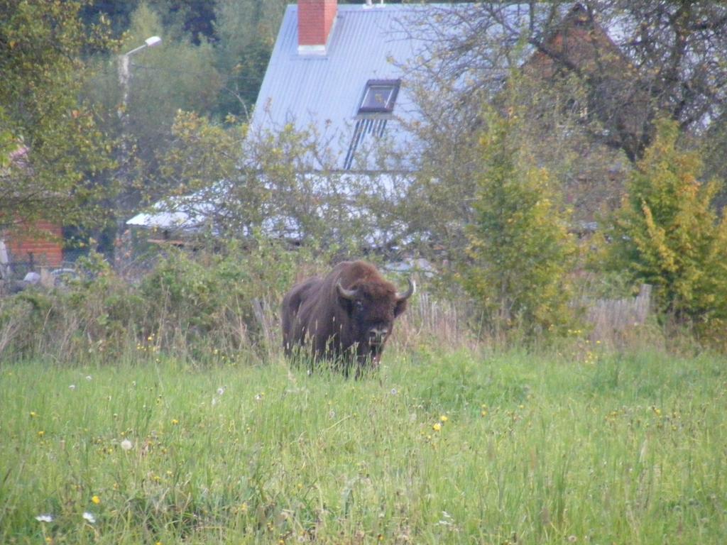 Ferienwohnung Olsik Białowieża Exterior foto